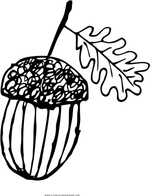 Acornand Leaf Line Art PNG