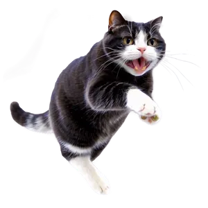 Action Cat Meme PNG 05212024 PNG