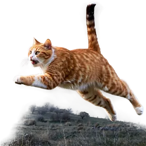 Action Cat Meme PNG 9 PNG
