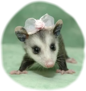 Adorable Baby Possum With Bow PNG