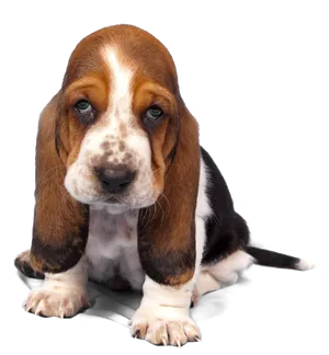Adorable Basset Hound Puppy PNG
