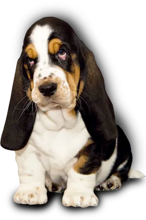 Adorable Basset Hound Puppy PNG