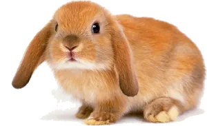 Adorable Brown Rabbit PNG image
