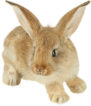Adorable Brown Rabbit Illustration PNG