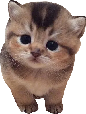 Adorable Brown Tabby Kitten Cutout PNG image