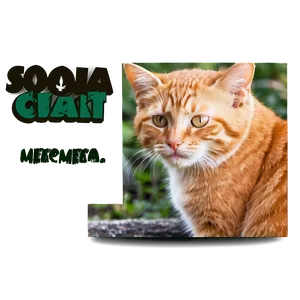 Adorable Cat Meme PNG 05212024