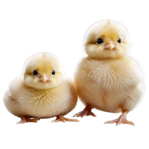 Adorable Chick PNG 05242024