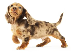 Adorable Dachshund Puppy Strut PNG image