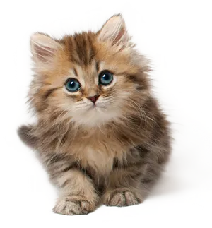 Adorable Fluffy Kitten PNG image