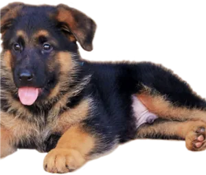 Adorable German Shepherd Puppy PNG image