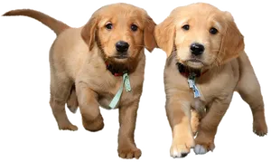 Adorable Golden Retriever Puppies