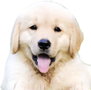 Adorable Golden Retriever Puppy