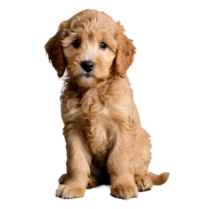 Adorable Goldendoodle Puppy PNG Ulh9 PNG