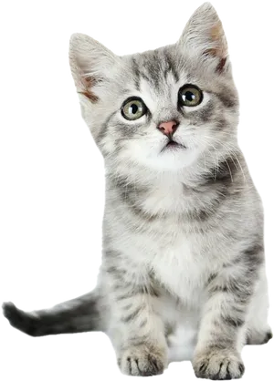 Adorable Gray Kitten Portrait PNG image