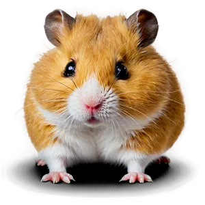 Adorable Hamster Png Pon9 PNG image