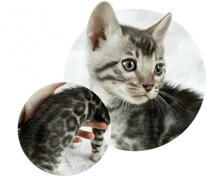 Adorable Kitten Love PNG