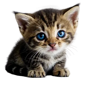 Adorable Kitten PNG Lvh
