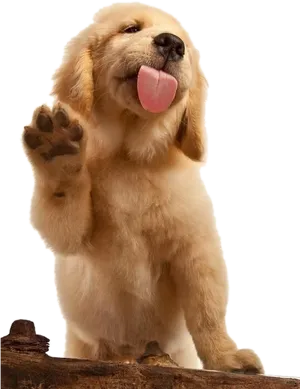 Adorable Labrador Puppy Waving PNG image