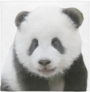 Adorable Panda Portrait PNG image