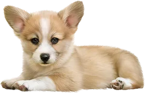 Adorable Pembroke Welsh Corgi Puppy PNG