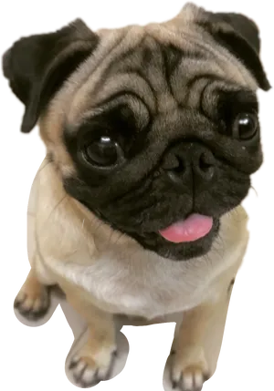 Adorable Pug Puppy Looking Up PNG image