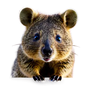 Adorable Quokka Png Wmp18 PNG image