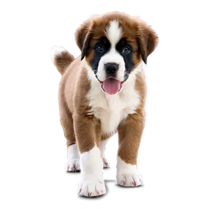 Adorable Saint Bernard Puppy Png Agl PNG image