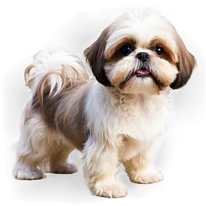 Adorable Shih Tzu Breed PNG Spq8 PNG