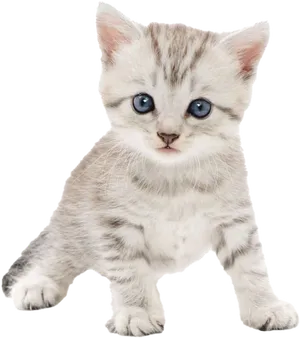 Adorable Tabby Kitten Blue Eyes PNG