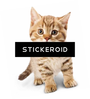 Adorable Tabby Kitten Sticker PNG