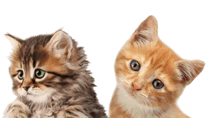 Adorable_ Tabby_ Kittens_ Portrait