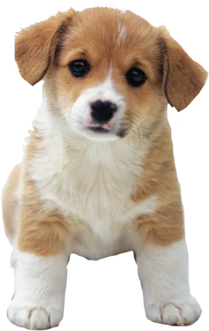 Adorable Tanand White Puppy