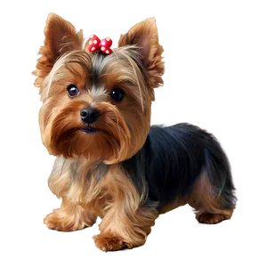 Adorable Yorkie Dog Png 48 PNG image