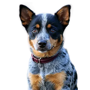 Adult Blue Heeler Portrait Png 06282024 PNG image