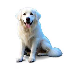 Adult Great Pyrenees PNG 47