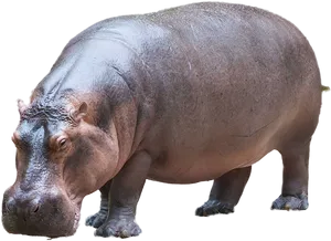 Adult Hippopotamus Standing Transparent Background PNG image