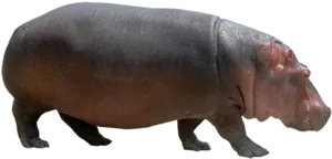 Adult Hippopotamus Transparent Background PNG image