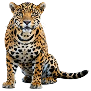 Adult Jaguar PNG Uua88 PNG