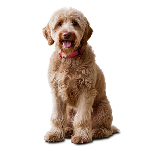 Adult Labradoodle Dog Png 06262024 PNG image