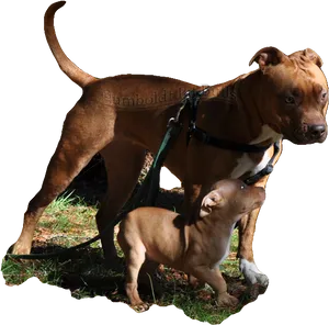 Adultand Puppy Pitbull Bonding PNG image