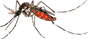 Aedes Aegypti Mosquito Illustration PNG image