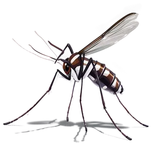 Aedes Mosquito Png 05242024 PNG image