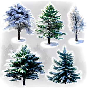 Aerial View Of Spruce Trees PNG 06132024
