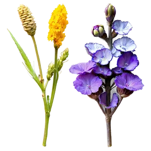 Aesthetic Dried Flowers PNG 06282024