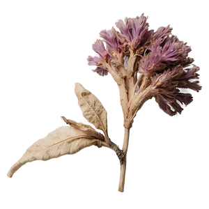 Aesthetic Dried Flowers PNG 06282024