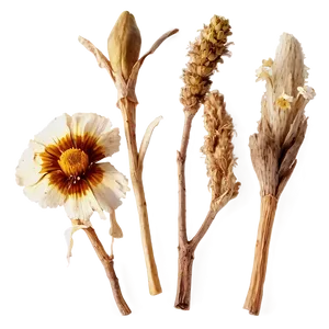 Aesthetic Dried Flowers PNG 35 PNG