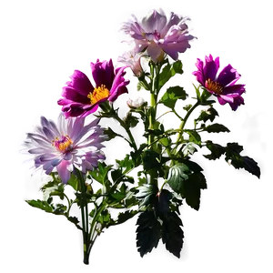 Aesthetic Flowers In Sunlight PNG 06282024 PNG