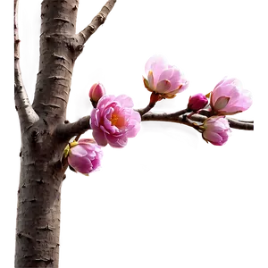 Aesthetic Flowers On Branch PNG 06282024