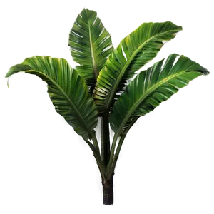 Aesthetic Tropical Plant PNG Smy1 PNG