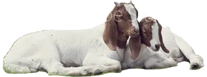Affectionate Goats Resting Together PNG